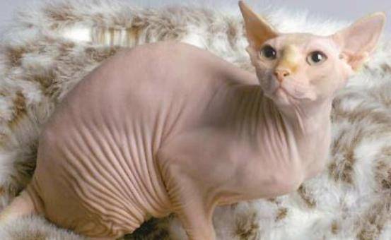 猫咪|宠物猫中的小公主，却是饲养难度大的猫咪，新手铲屎官不建议你养