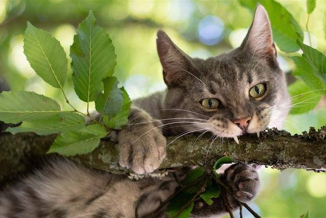 猫咪|猫咪不听话乱吃乱啃东西，这是得了异食癖？