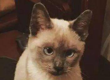 猫咪|盘点世界上脾气最好的猫咪，波斯猫只排第三，第一名妇孺皆知！