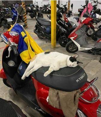 猫咪|流浪猫霸占坐骑，被疯狂调戏还不走，车主：能把猫咪带回家吗