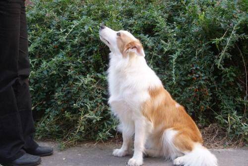 奖励|如何让边牧变得聪明又听话