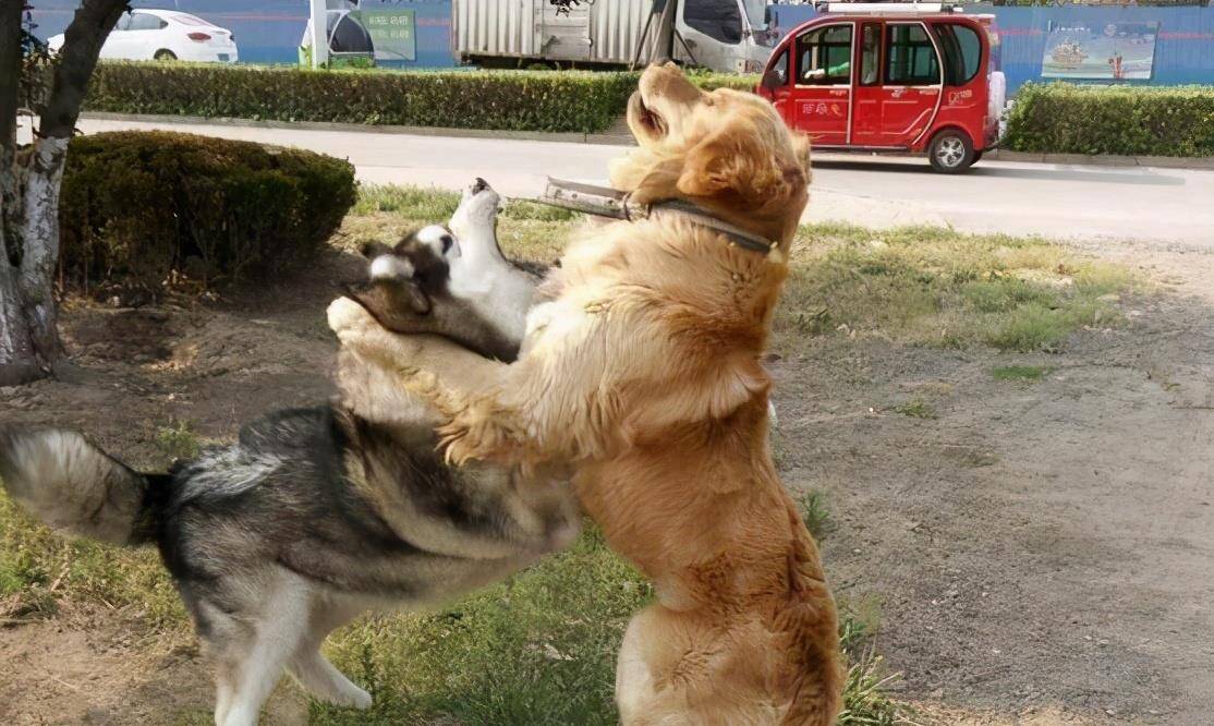 玩具|主人做完这几件事,狗狗“幸福指数”会蹭蹭蹭飙高