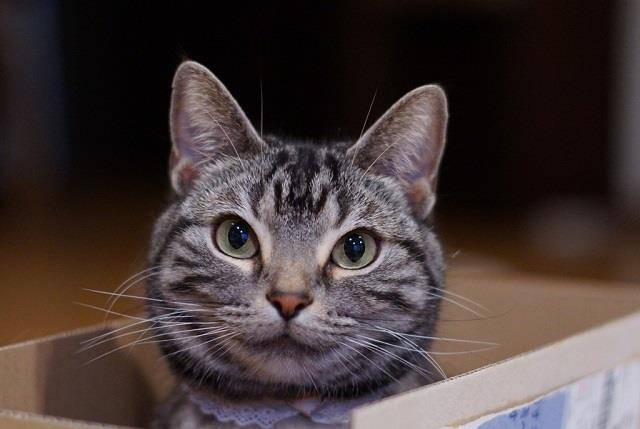 猫咪|猫咪不听话乱吃乱啃东西，这是得了异食癖？