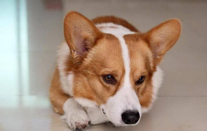 时间|柯基犬若有以下行为,说明它在守护你!