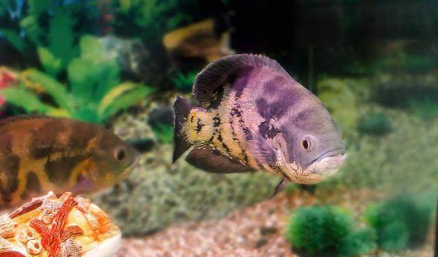 鱼多久能适应环境 fba5a6ae94294a2b9d4c7ea4dc57c35a.jpeg