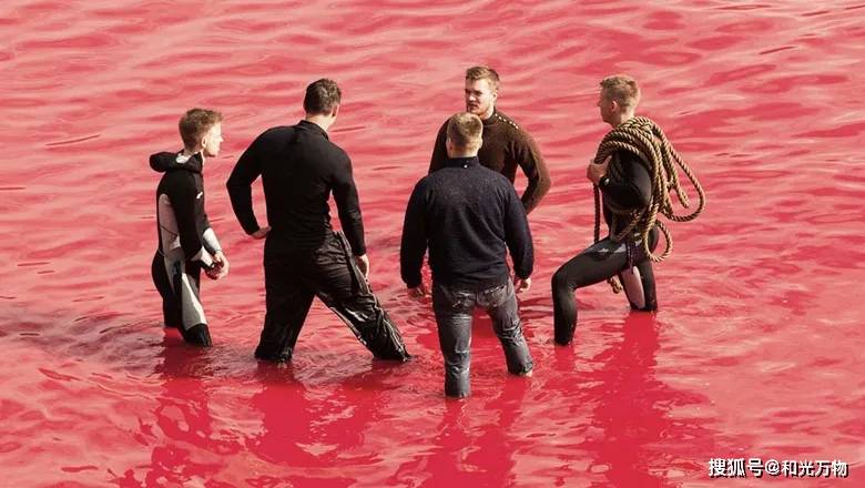 基本上,法罗群岛每年每次的猎鲸活动都被海洋守护者