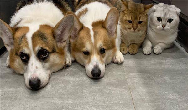 毛孩子|网友养了4只毛孩子,总在卫生间门口等待,变形计对它们都没作用