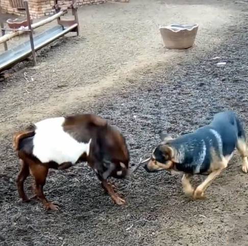 原创德牧第一天独自上岗放羊,结果出乎意料,狗:我妈也没告诉我啊!