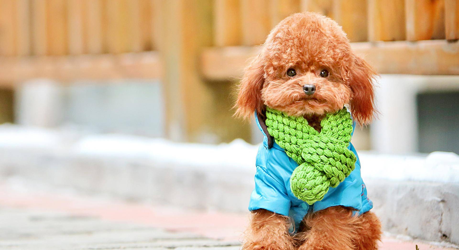 才会|养了泰迪犬之后,生活开始发生巨变,再也不敢养了!