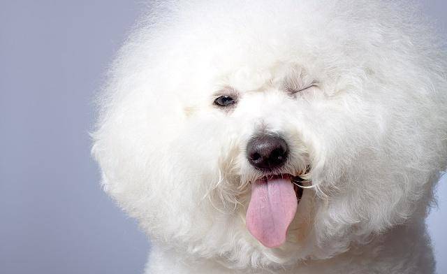 因为|要想养好比熊犬，这4点一定要多注意，“陪玩儿”是关键！