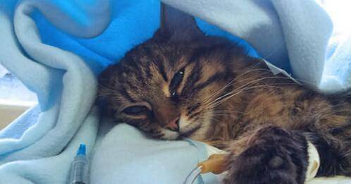 因为|养猫的人最容易犯错的6个地方,你中了几个呢?