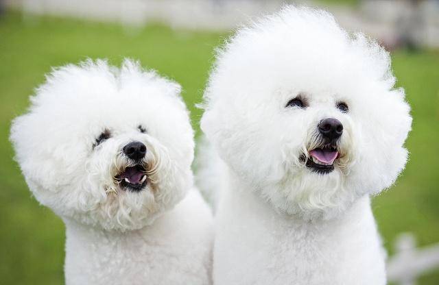 因为|要想养好比熊犬，这4点一定要多注意，“陪玩儿”是关键！