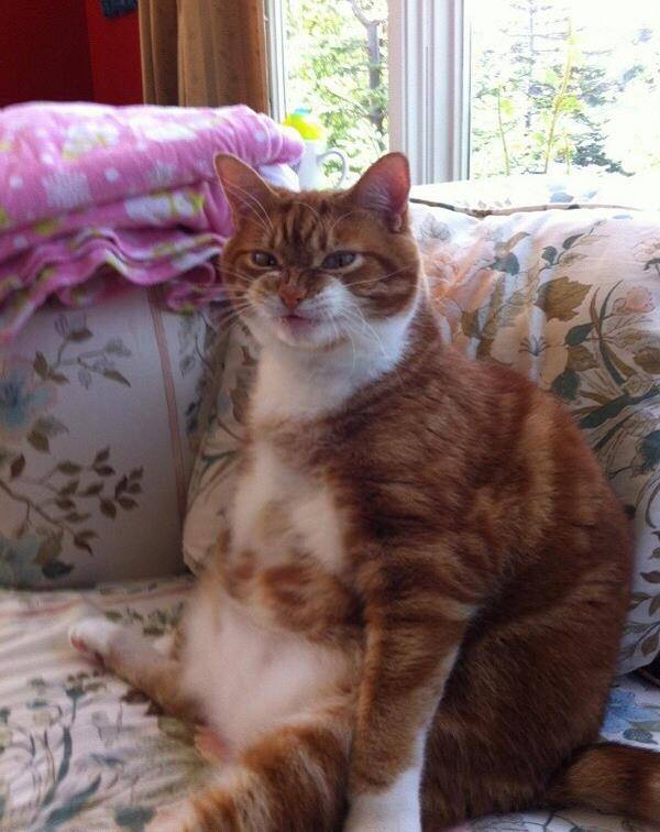 猫咪|以为自己是人类的猫，第六只这样的请给我来一打！