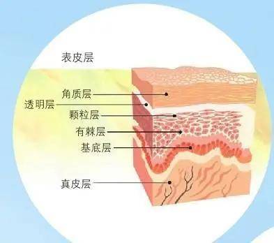 人体|细胞剥离概念