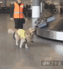 什么|让爸妈帮忙养了几个月狗子，结果要带它回去时