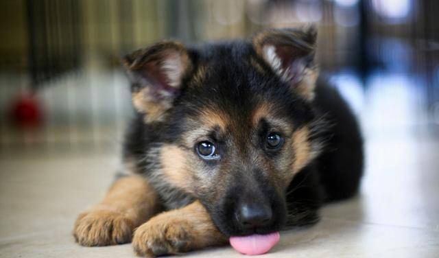 后天|一个游戏,轻松帮助德牧幼犬纠正咬人恶习,原来纠正也能这么快乐