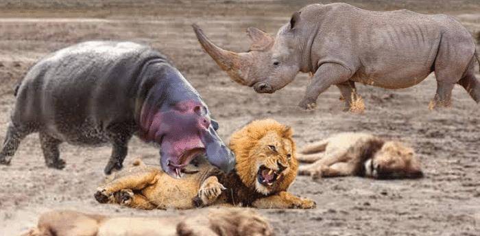 什么动物可以打过犀牛 957286fc589e4104b5419ad65df1a157.jpeg