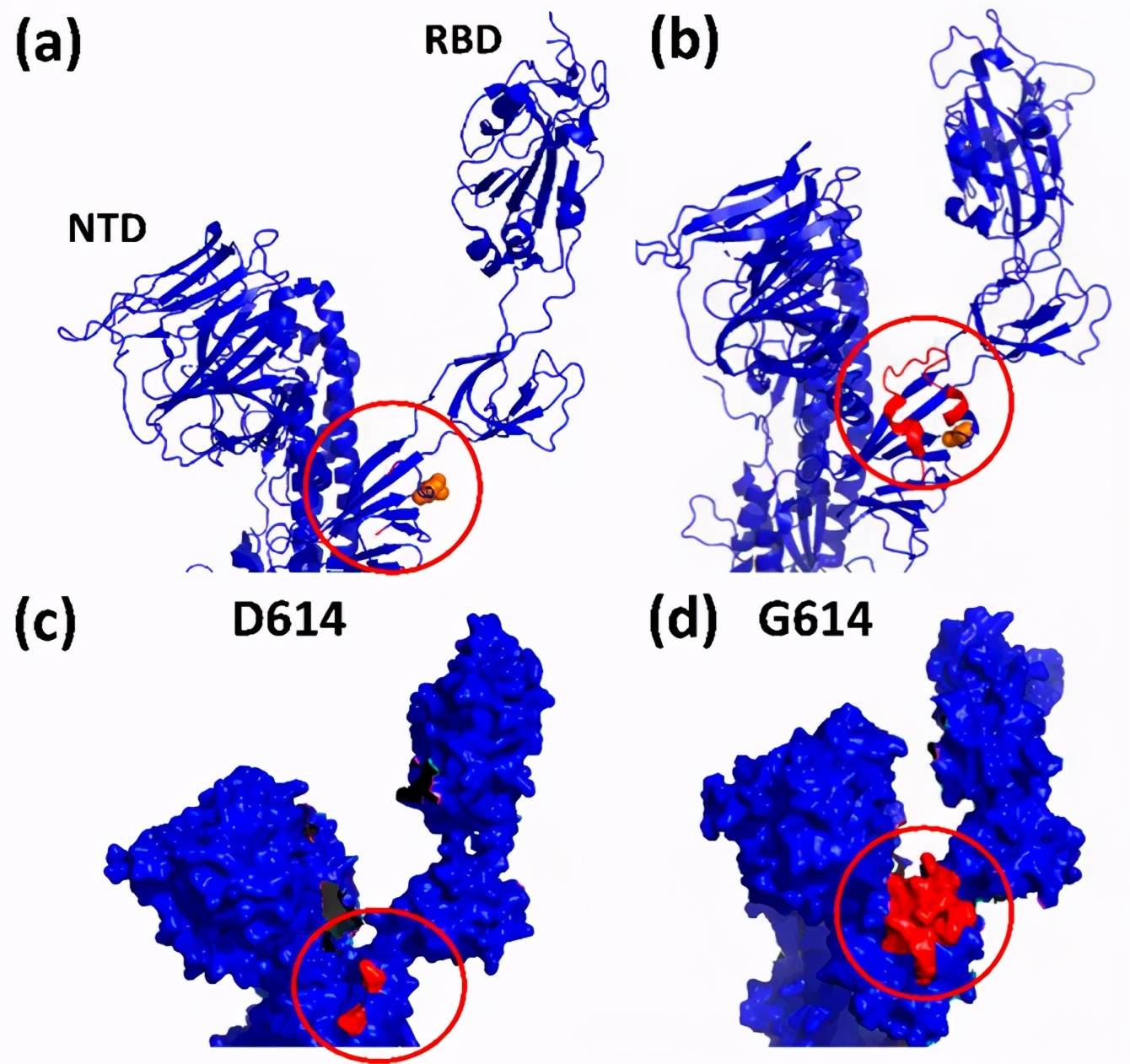 Viruses:揭开SARS-CoV-2刺突蛋白突变的神秘面纱_位点