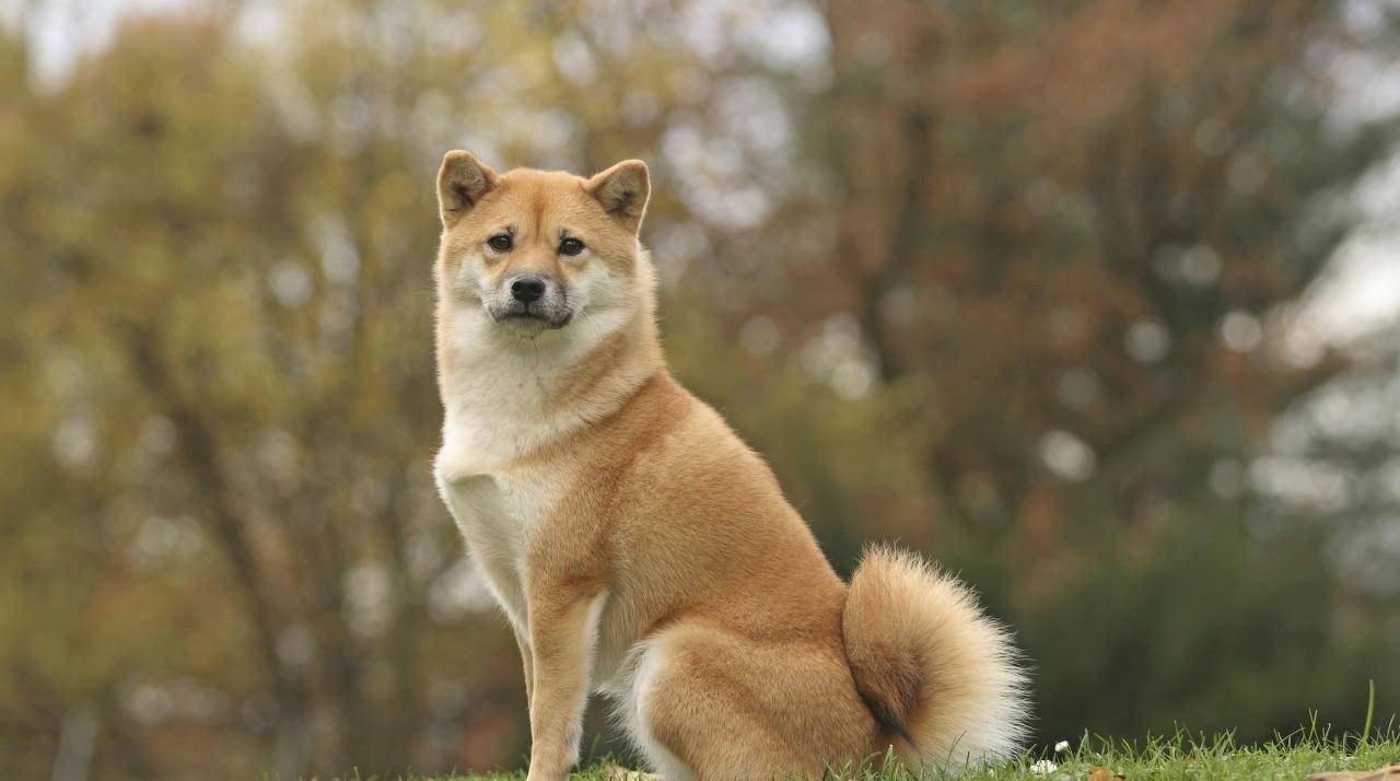 什么|养狗之后,你的生活发生了哪些改变,网友:我已脱胎换骨