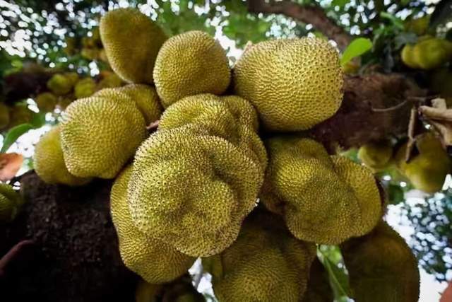 榴槤還是菠蘿蜜？ 熱愛美食 第4张
