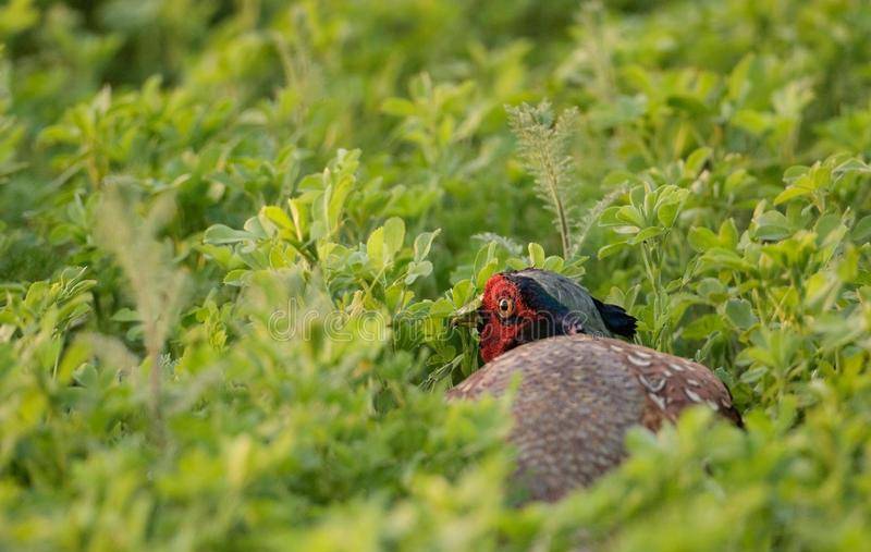 能力|野鸡白天在山林中觅食，晚上都去哪里了呢？动物冷知识