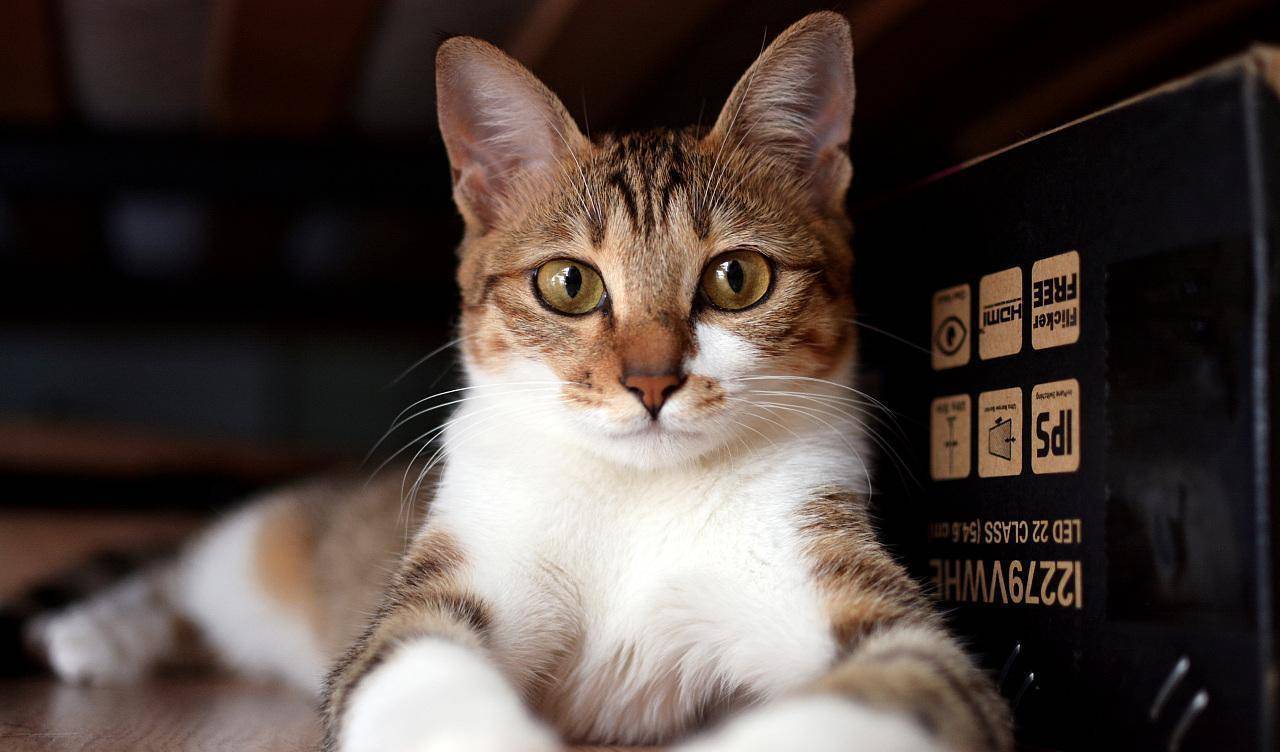 因为|养猫的人最容易犯错的6个地方,你中了几个呢?