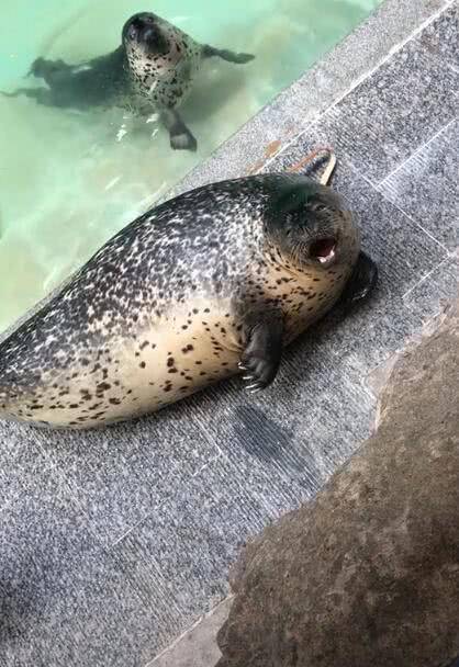 饲养员拿小鱼逗海豹 海豹张嘴想接住 结果反应好呆萌 食物