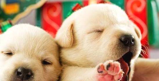 怎么看小狗怀孕了没有 ea203c4a98f940729f968ca2d9d5601d.jpeg