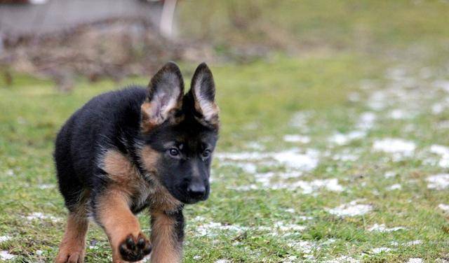 后天|一个游戏,轻松帮助德牧幼犬纠正咬人恶习,原来纠正也能这么快乐