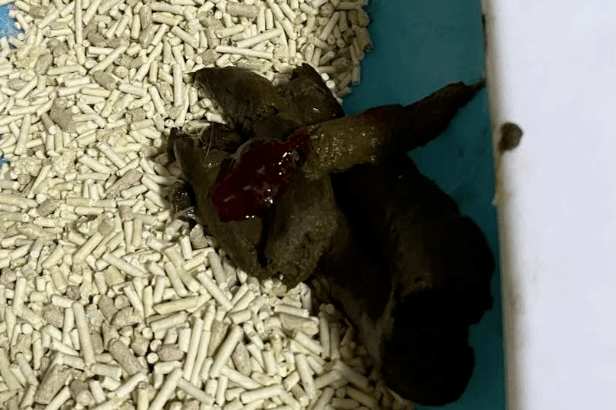 猫咪便血怎么办？先排查这4个问题_检查