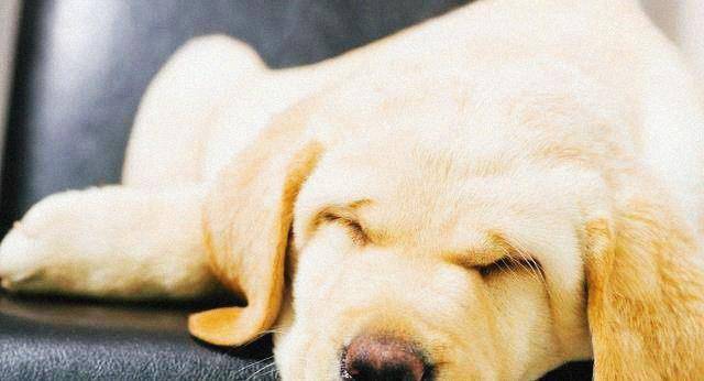 观点评论|哈士奇和比特犬打架，使出绝技亲吻对方，网友：太厌恶了！