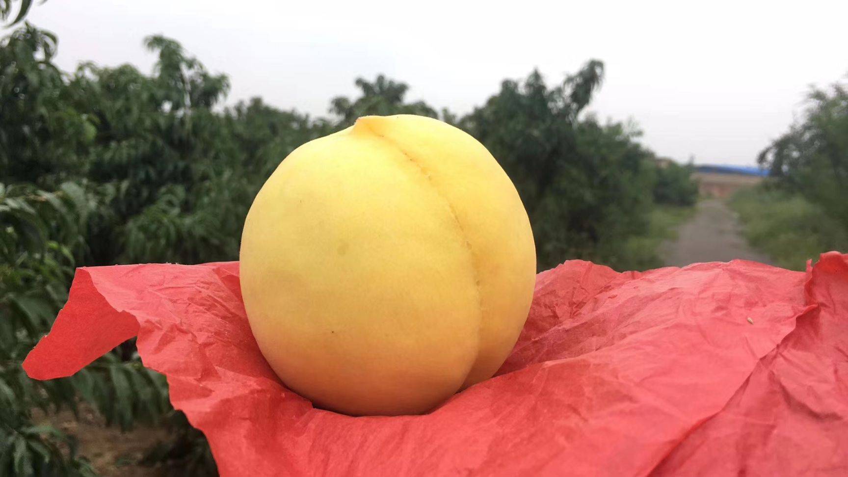 黄金历来是贵重物品的象征,被以黄金命名,足见人们对这种水果的厚爱.