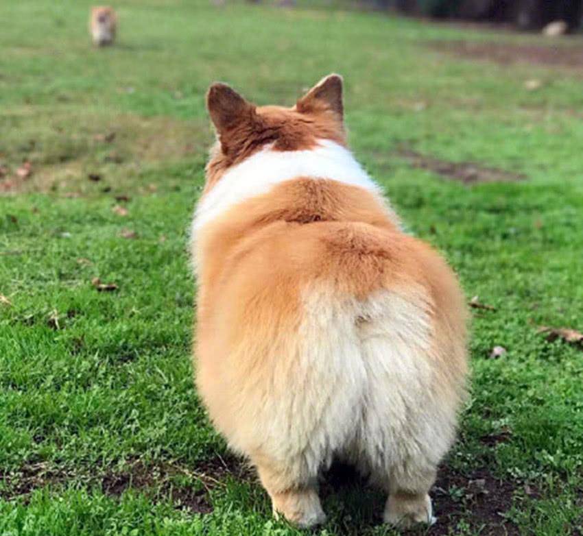 观点评论|柯基的“短腿基因”太强大，跟它混血的狗全像被“砍去一半腿”