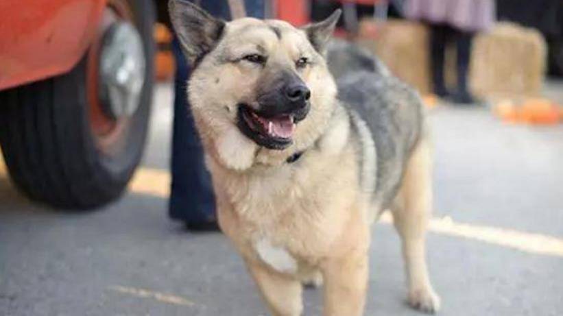 观点评论|短腿柯基和金毛、哈士奇生的宝宝，跟闹着玩儿似的