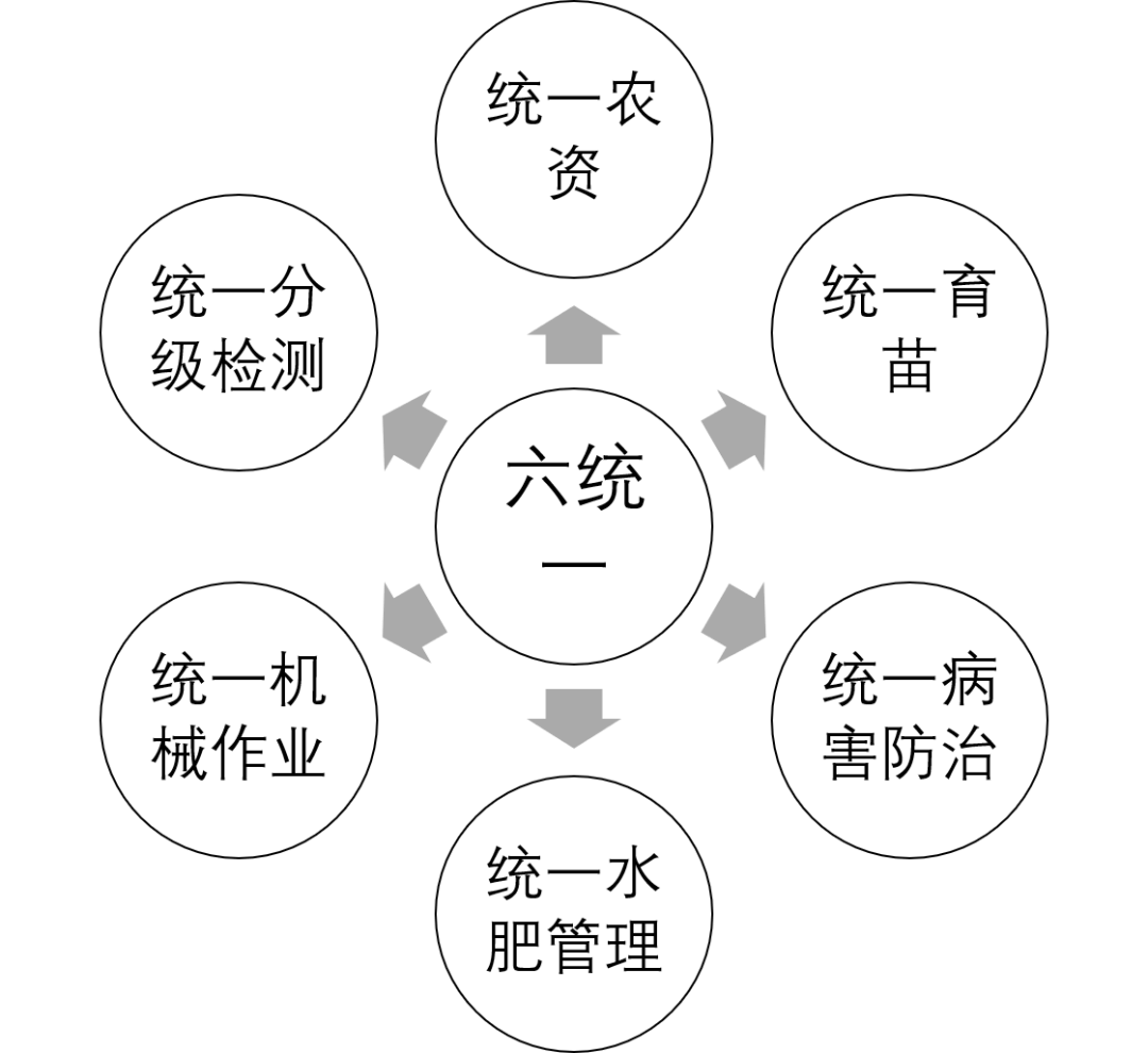 園區管理農村合作社的運營模式和盈利訣竅