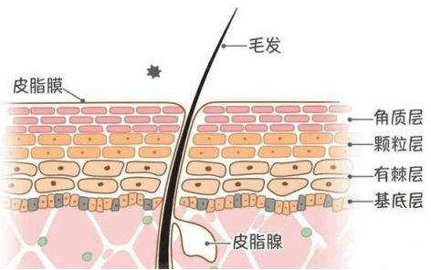 科普|moodrose科普|皮肤屏障：皮肤最重要的一条防线