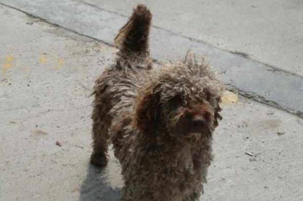 观点评论|假如你遇上这5只流浪狗，你愿意带哪只回家？网友：除了图3都可以