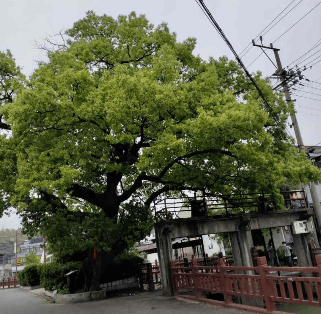 原创江西无蚊村种满驱蚊树一年四季没蚊子