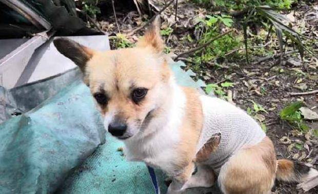 观点评论|假如你遇上这5只流浪狗，你愿意带哪只回家？网友：除了图3都可以