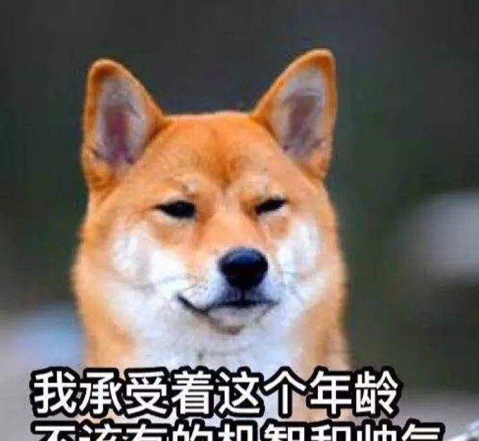 观点评论|短腿柯基和金毛、哈士奇生的宝宝，跟闹着玩儿似的