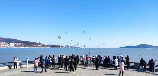 海鸥戏春岸，威海幸福门海岸海鸥相聚成群引游客投喂
