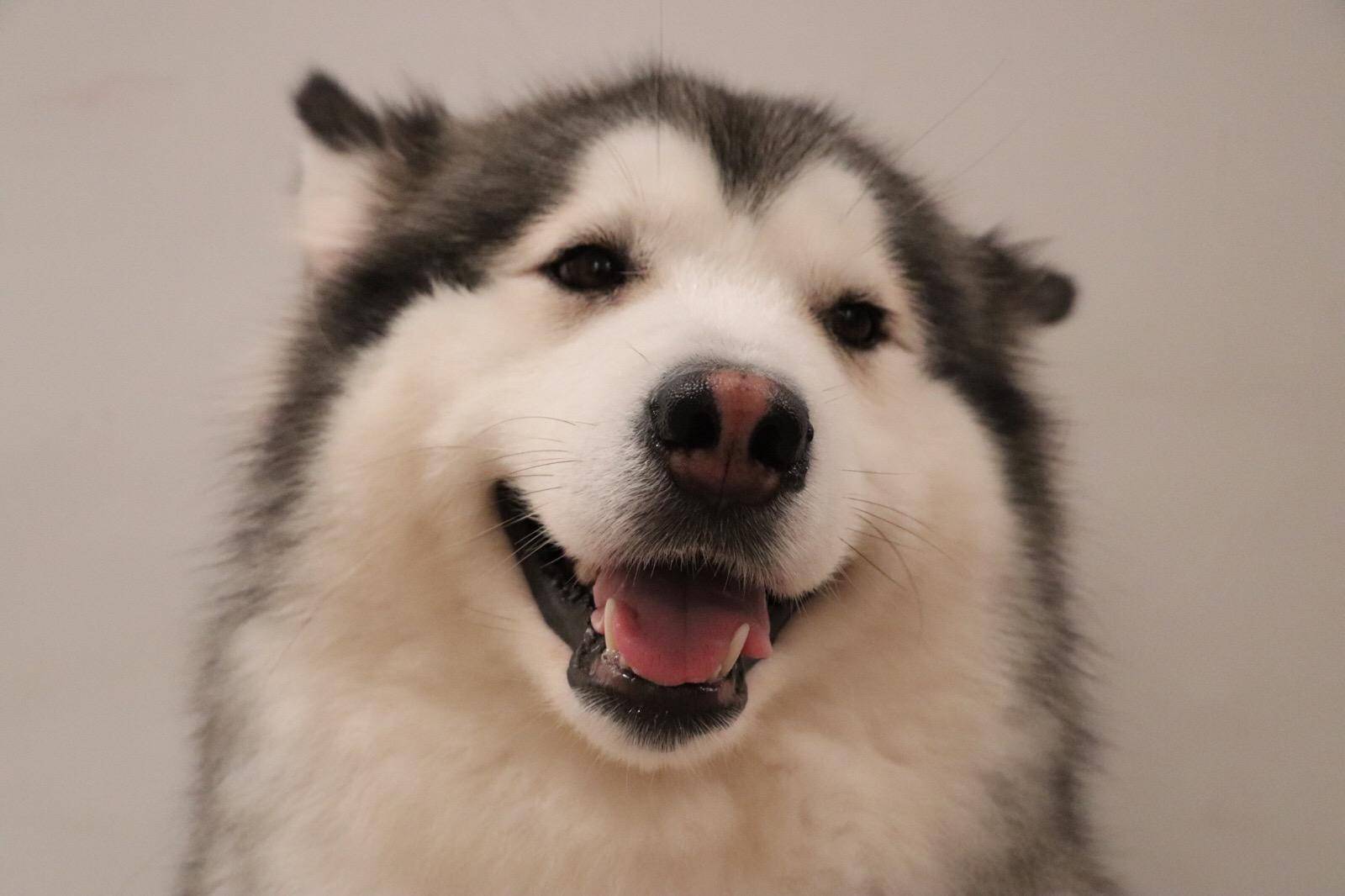 狗狗呕吐白色泡沫