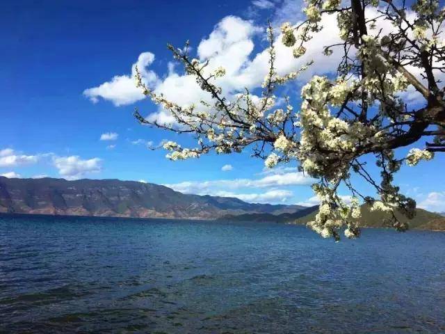 每年到了海藻花盛开的时候，就是泸沽湖最美的时间