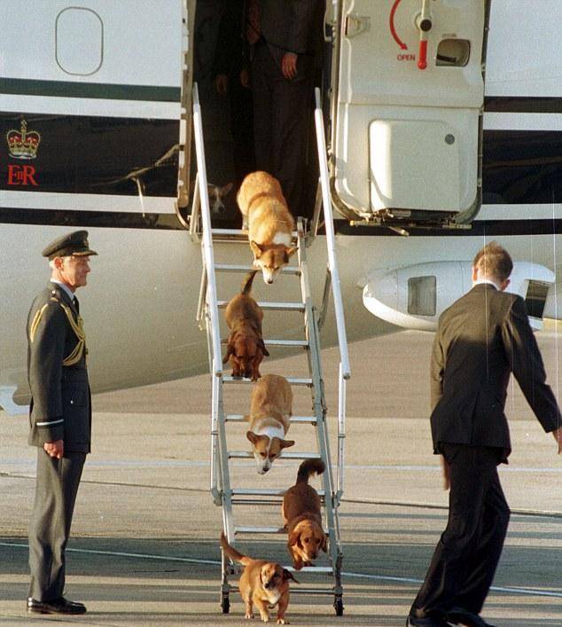 上飞机|英国王室最没规矩的“成员”,有专机接送,还敢走在女王的前面!