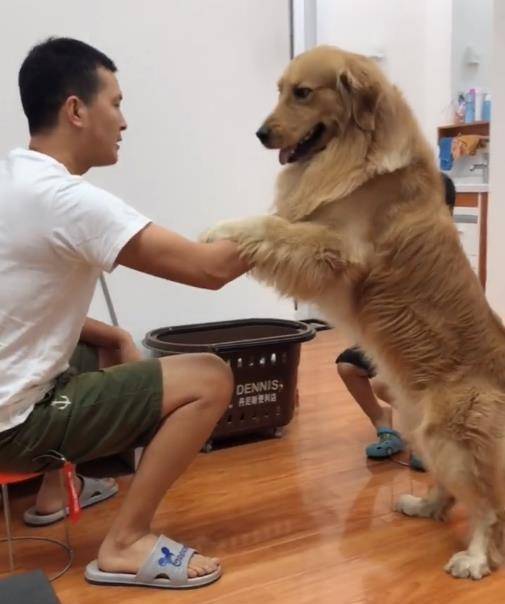 观点评论|眼看宝宝要被主人揍，金毛急中生智做了这件事，这智商我服