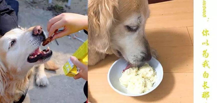 给予|适合老年犬的甜点和零食，请留意以下注意事项