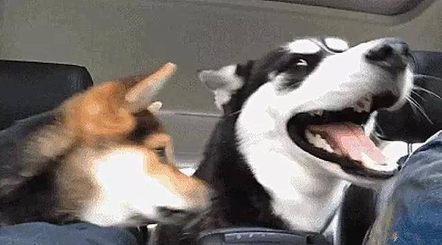 柴犬和二哈初次見面, 柴犬太熱情不斷送上香吻, 二哈嫌棄到翻白眼 萌趣萌寵 第3张