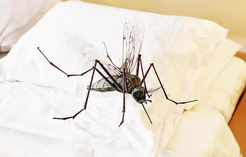 蚊子发出嗡嗡声代表什么 同为一种生物,为何雌性蚊子偏爱血液