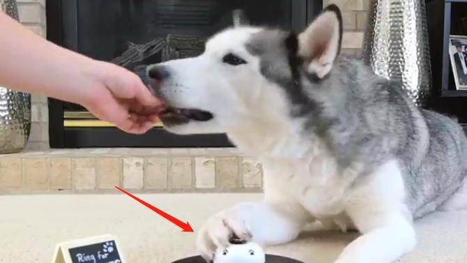 观点评论|网友训练二哈按铃，结果很快就后悔了，感觉二哈停不下来了