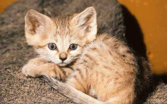 沙漠生存的猫 722d5e9a9b8148b5bbab25325871fd61.jpeg